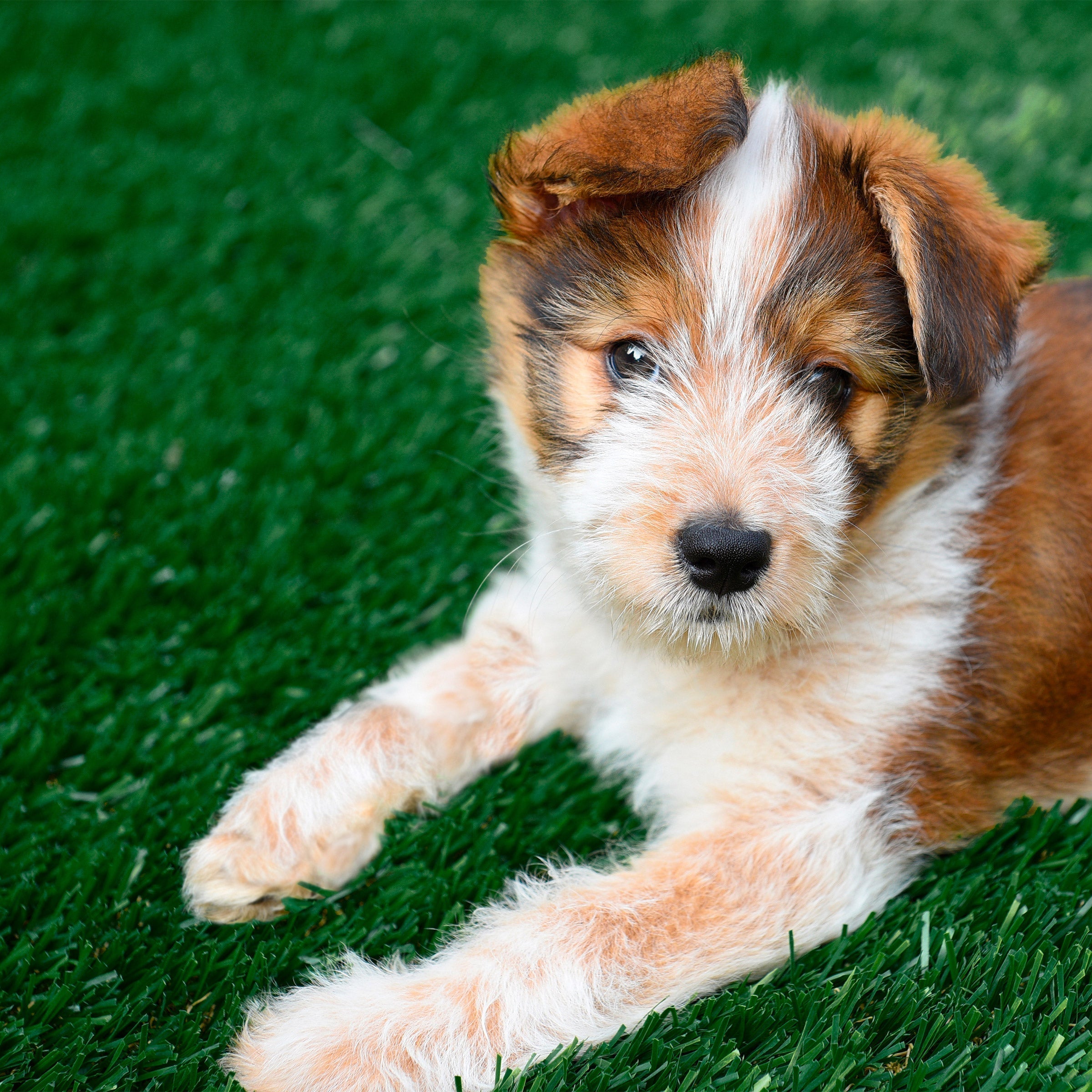 PreGra 48 oz Artificial Pet Turf Image